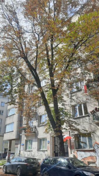 Agata Moskala Kamienica Chocimska33 F4c6eec576e403a8a076e7127a64aaf5