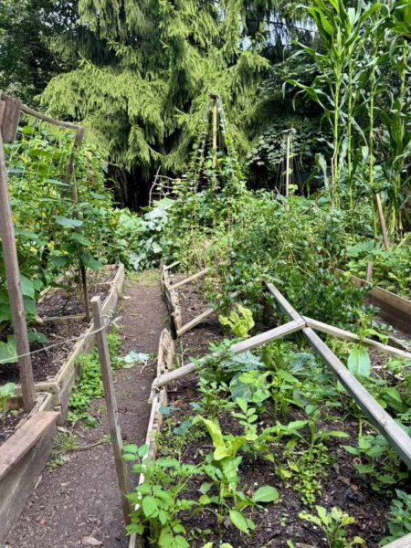 Milena Hochmut Osiedle Jazdow Ogrodek Warzywny 85efee4b0ee2d04a10ed71b08b21def9