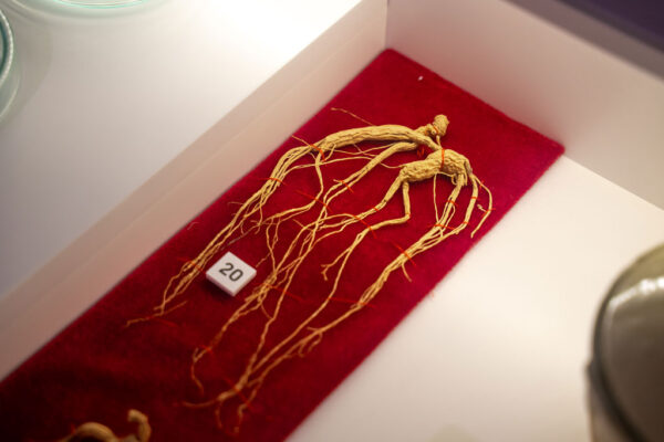 Eksponaty w Muzeum Farmacji