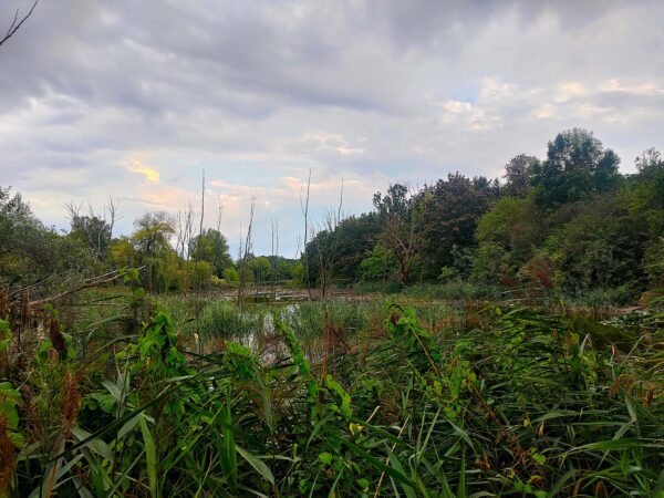 Zielone hektary w sercu Warszawy, fot. Norbert Bandurski_2