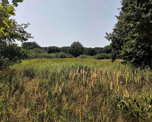 Zielone hektary w sercu Warszawy, fot. Norbert Bandurski_3