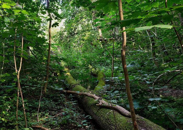 Zielone hektary w sercu Warszawy, fot. Norbert Bandurski_4