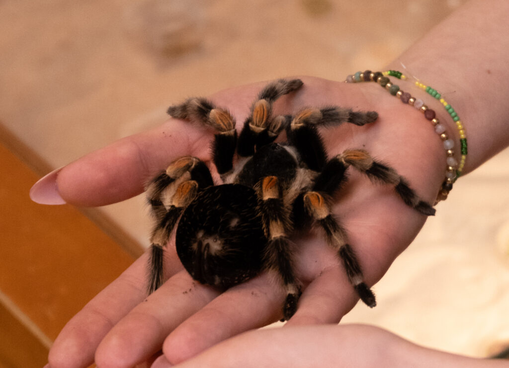 Na dłoni kobiety siedzi duży, włochaty pająk
